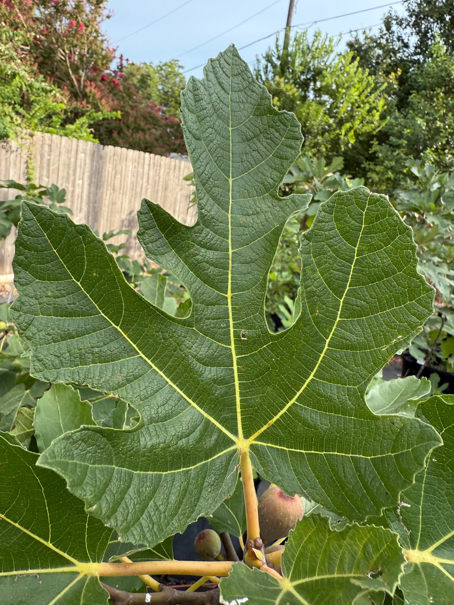 Sinajana Orange Leaf