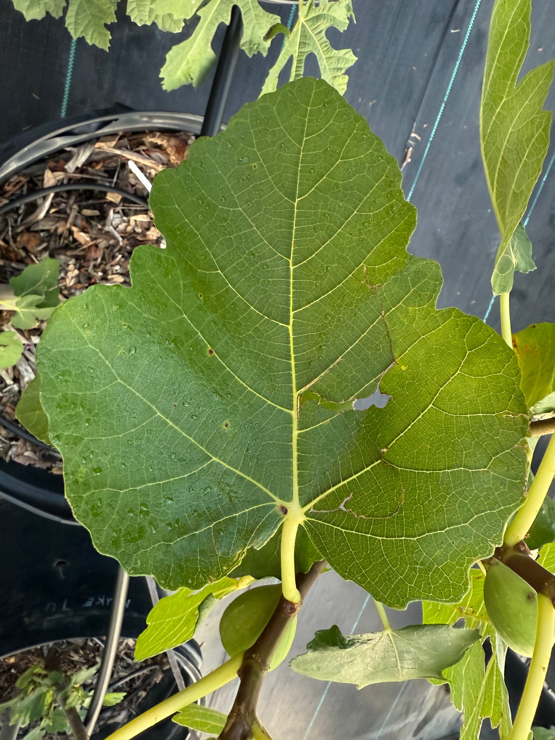 Amuru secondary leaf