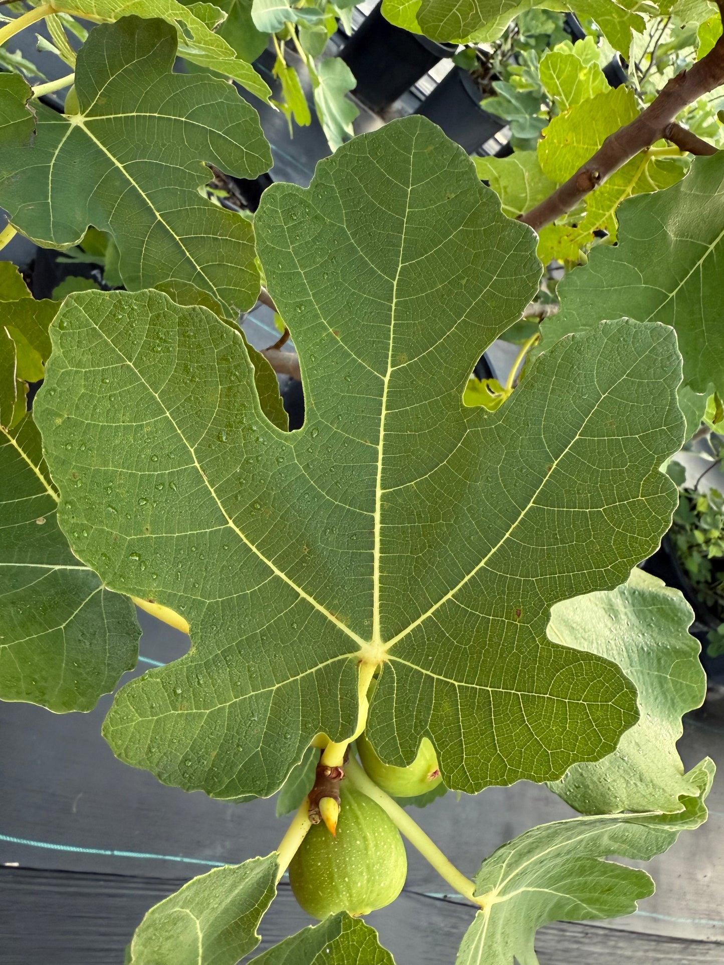 Amuru Leaf