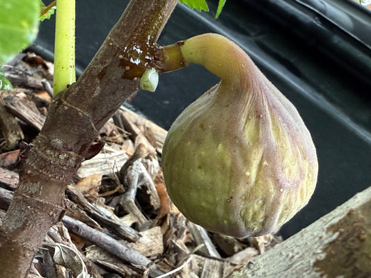 LSU Tiger Figon a branch with a natural background