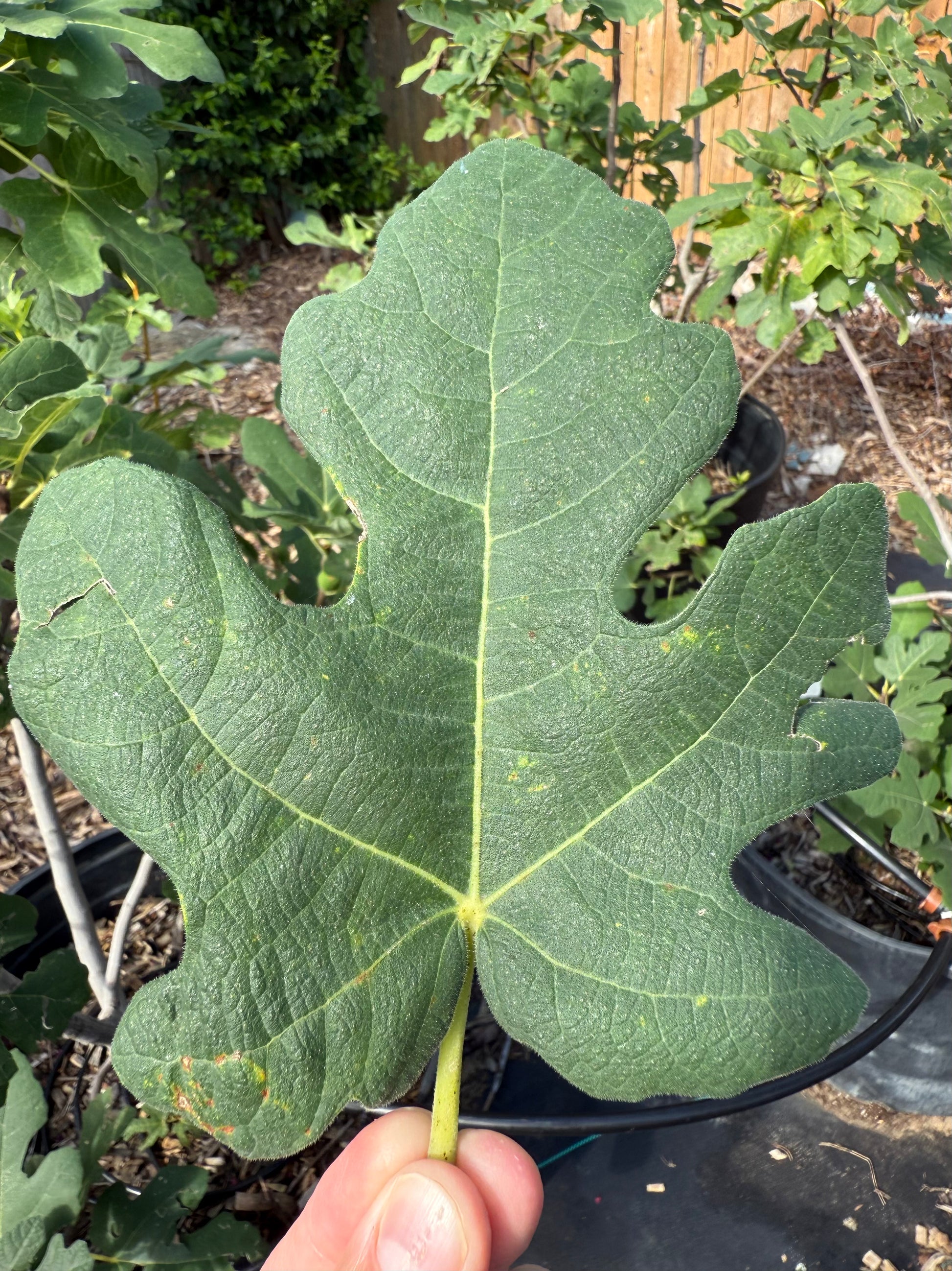 Quzhou Fig Leaf