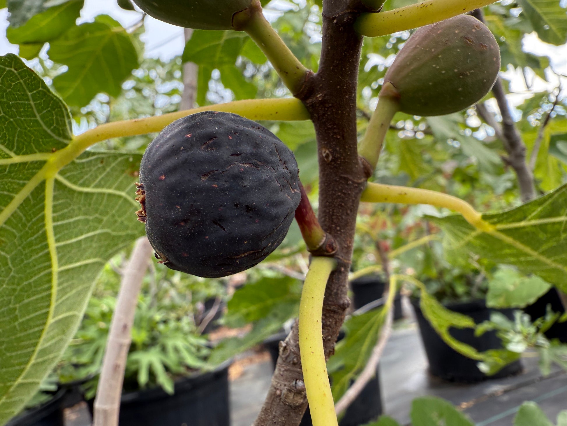 Sinajana Orange on tree