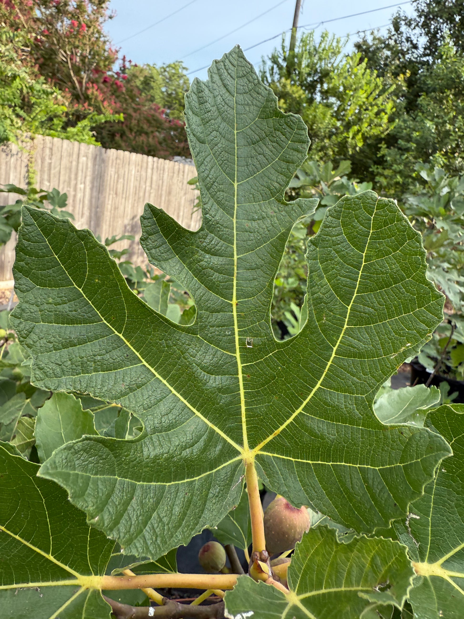 Sinajana Orange Leaf